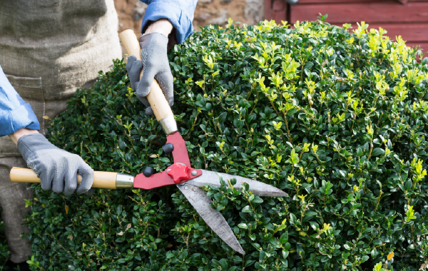 Hedge & Bush Trimming Services